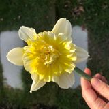 G&H Narcissus